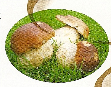 Image Sauce aux bolets, 300 gr